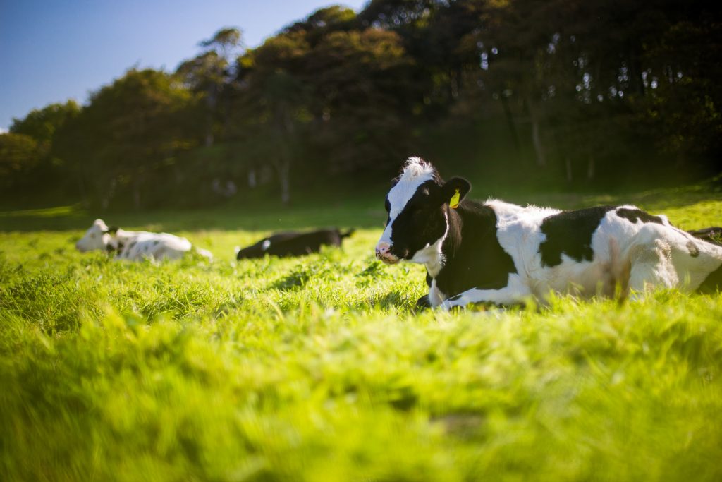 how-milk-gets-from-the-cow-to-the-shop-edwards-transport